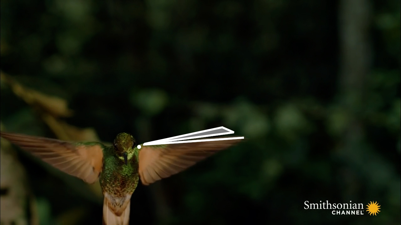 Front view visualization of the flapping motion showing wing sweep amplitude